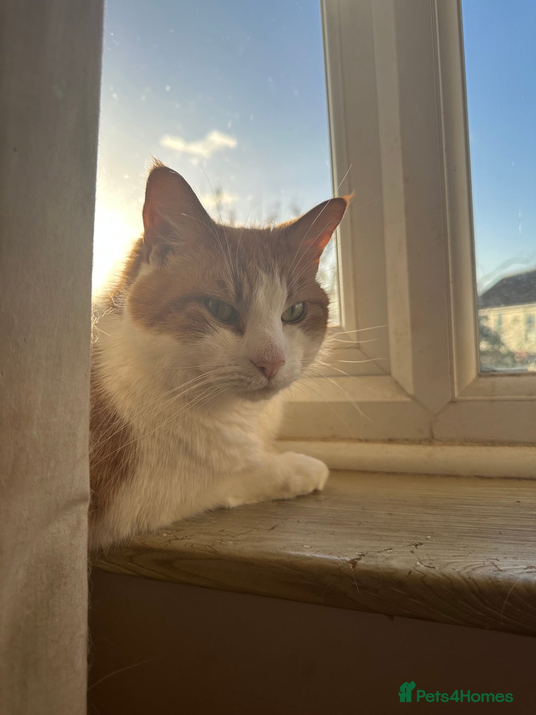 Domestic Shorthair cats for sale: Momie the Foodie - Advert 24