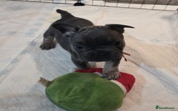 French Bulldog dogs for sale: 3x beautiful girl french bulldog puppies  - Advert 11