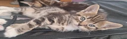 Domestic Shorthair cats for sale: Gorgeous Tabby & White Kittens – Ready Now! - Advert 3