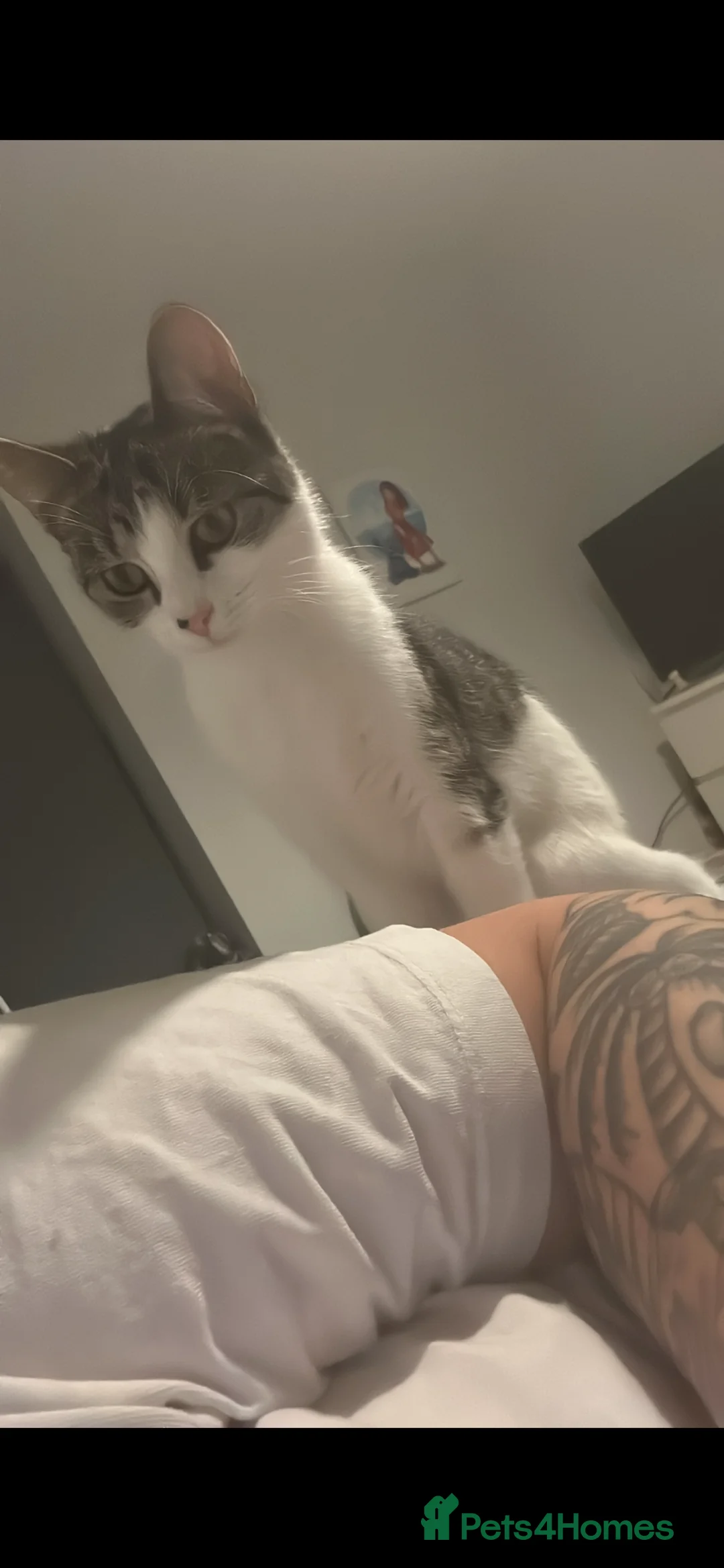 Mixed Breed cats for sale: Cat for sale  in Stourbridge - Advert 9