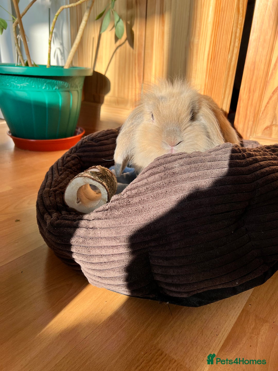 Mixed Breed rabbits for sale: Bonded pair of rabbits - Advert 5