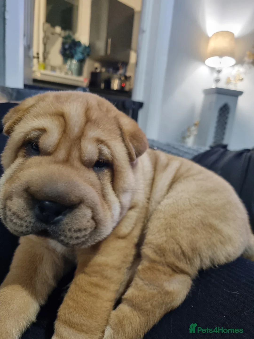 Shar Pei dogs for sale: Puppy for sale  - Advert 2