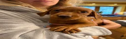 Labrador Retriever dogs for sale: KC Stunning Dark Fox Red Labrador Puppies - Advert 5