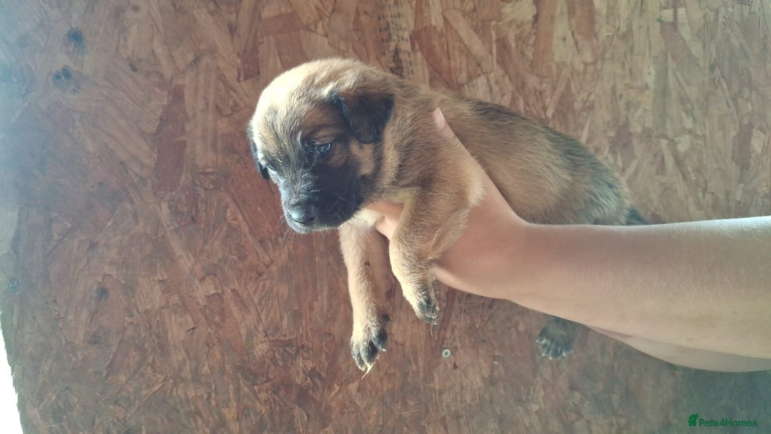 Mixed Breed dogs for sale: Belgian malinois/ border collie  - Image 30