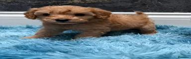 Cavapoo 2