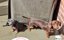 Miniature Dachshund dogs for sale: 2 miniature dachshund brothers different littters - Advert 5