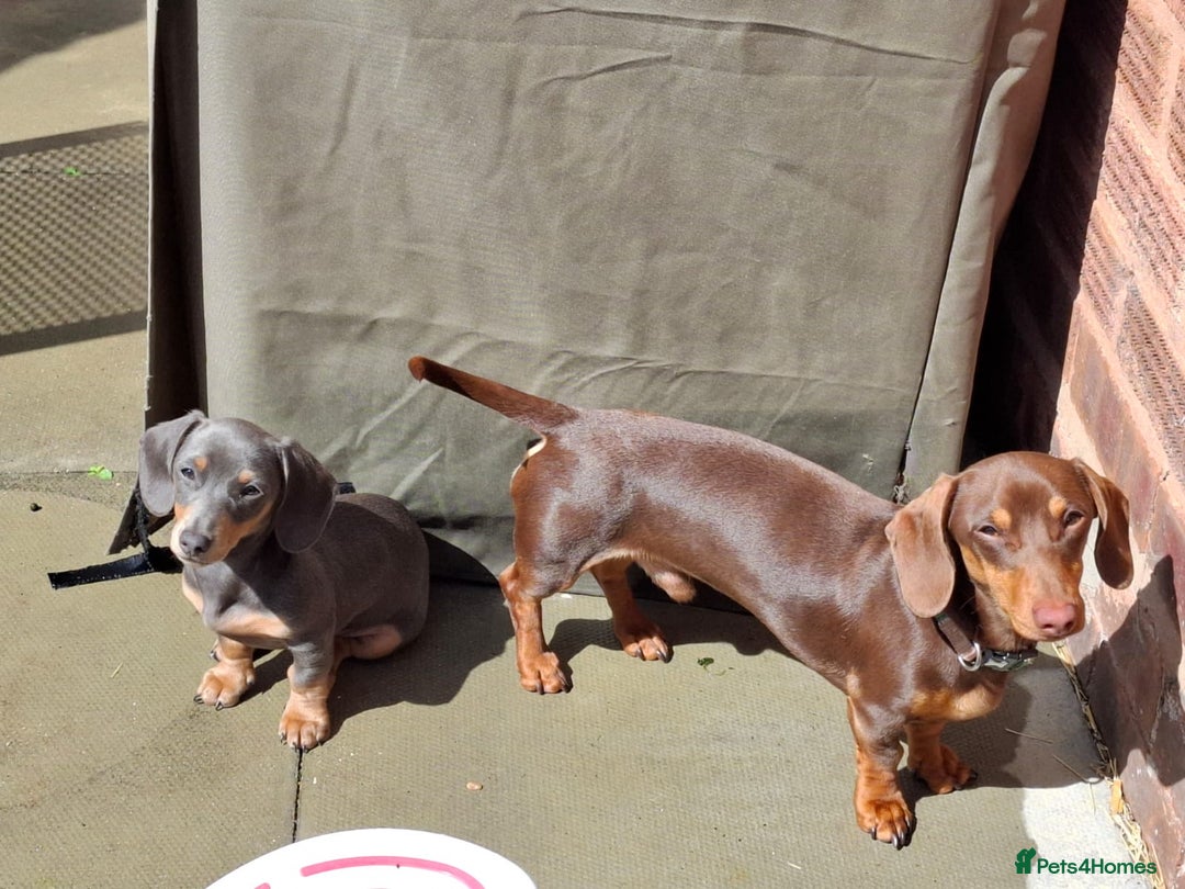 Miniature Dachshund dogs for sale: 2 miniature dachshund brothers different littters - Advert 5