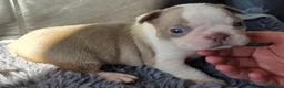 Boston Terrier dogs for sale: Ready now Stunning KC Boston Terrier puppies - Advert 34