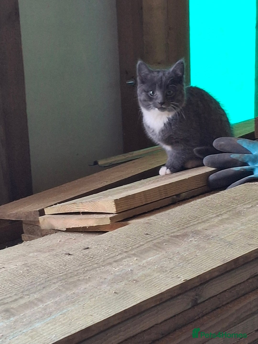 Mixed Breed cats for sale: Grey kittens  - Advert 7