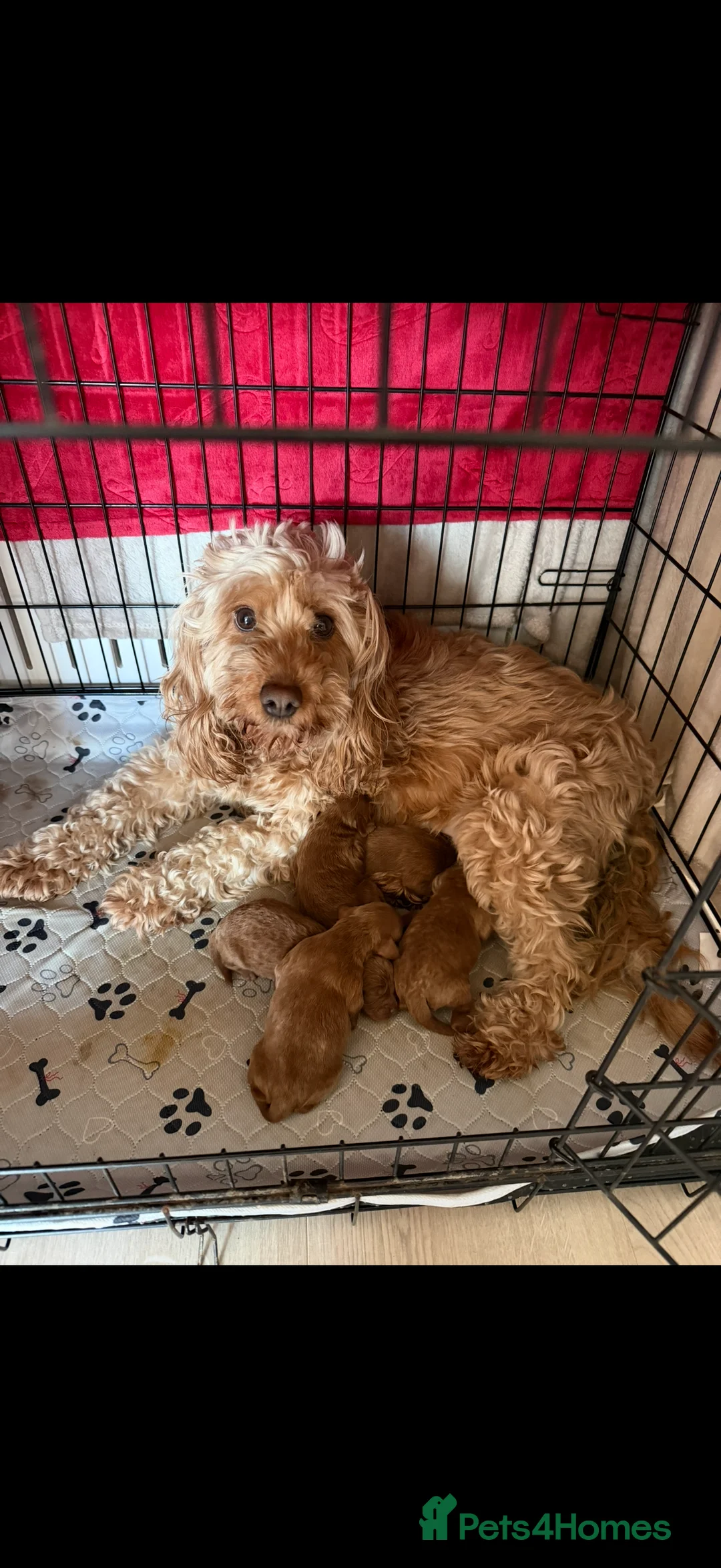 Cockapoo dogs for sale: F1b cockapoo  - Advert 7