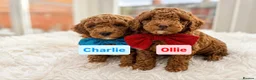 Poochon dogs for sale: 2 Toy poodle/poochon pups for sale.  - Advert 1