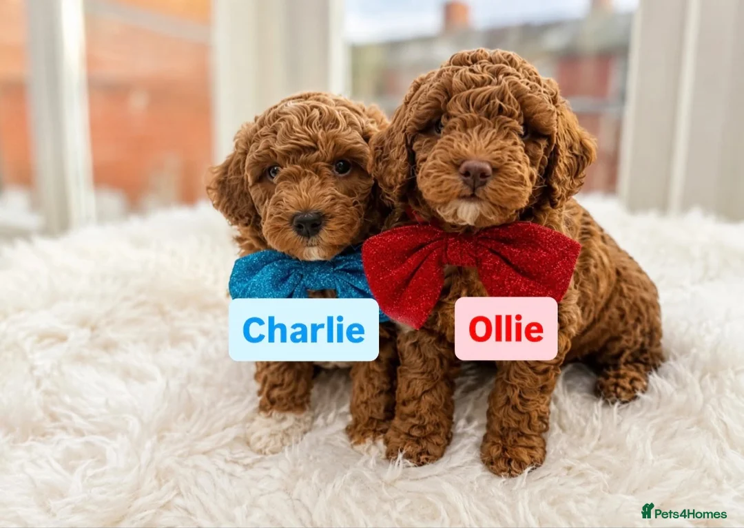 Poochon dogs for sale: 2 Toy poodle/poochon pups for sale.  - Advert 1
