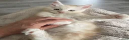Maine Coon cats for sale: READY NOW - Exceptional loving & affectionate MC’s - Advert 5