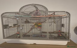Conures birds for sale: Pineapple conure and cage. Silly tame. Hand reared - Image 3