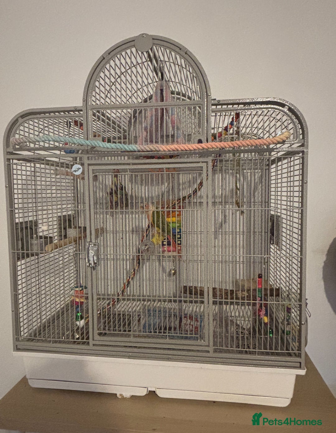Conures birds for sale: Pineapple conure and cage. Silly tame. Hand reared - Image 3