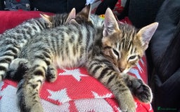 Bengal cats for sale: Beautiful Bengal cross kittens for sale - Image 4