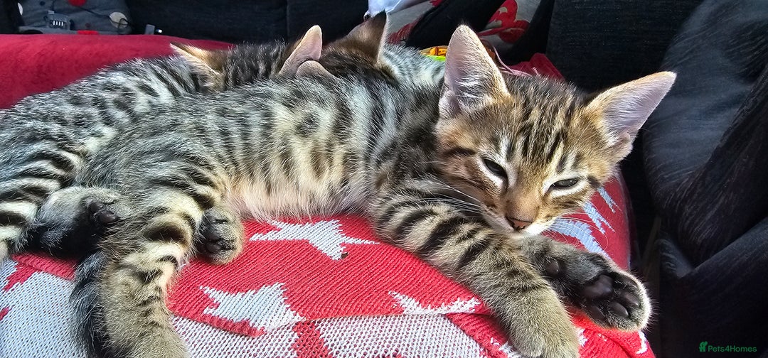 Bengal cats for sale: Beautiful Bengal cross kittens for sale - Image 4