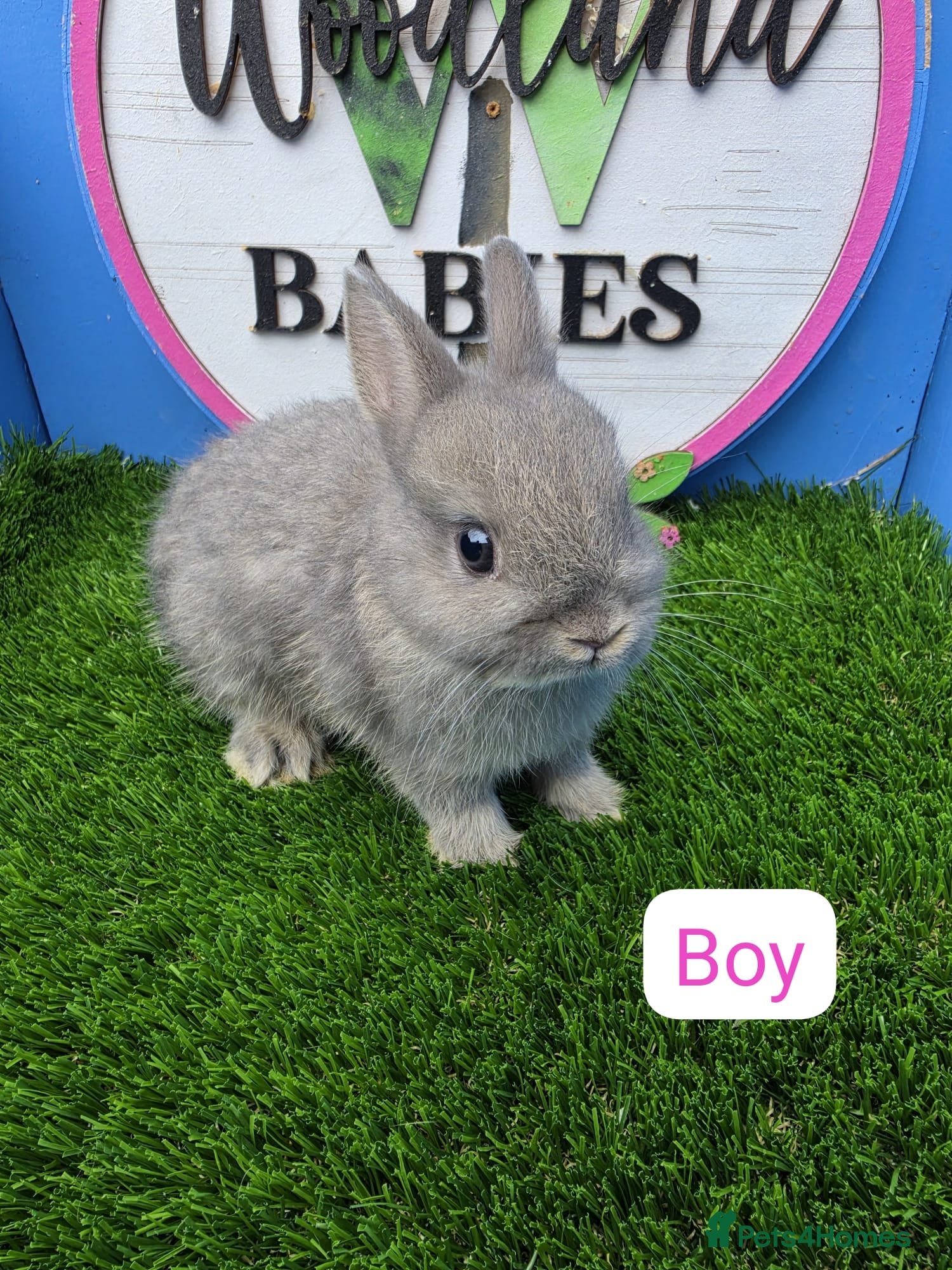 Netherland Dwarf rabbits Netherland Dwarf Baby Rabbits Bucks Males  - Advert 1