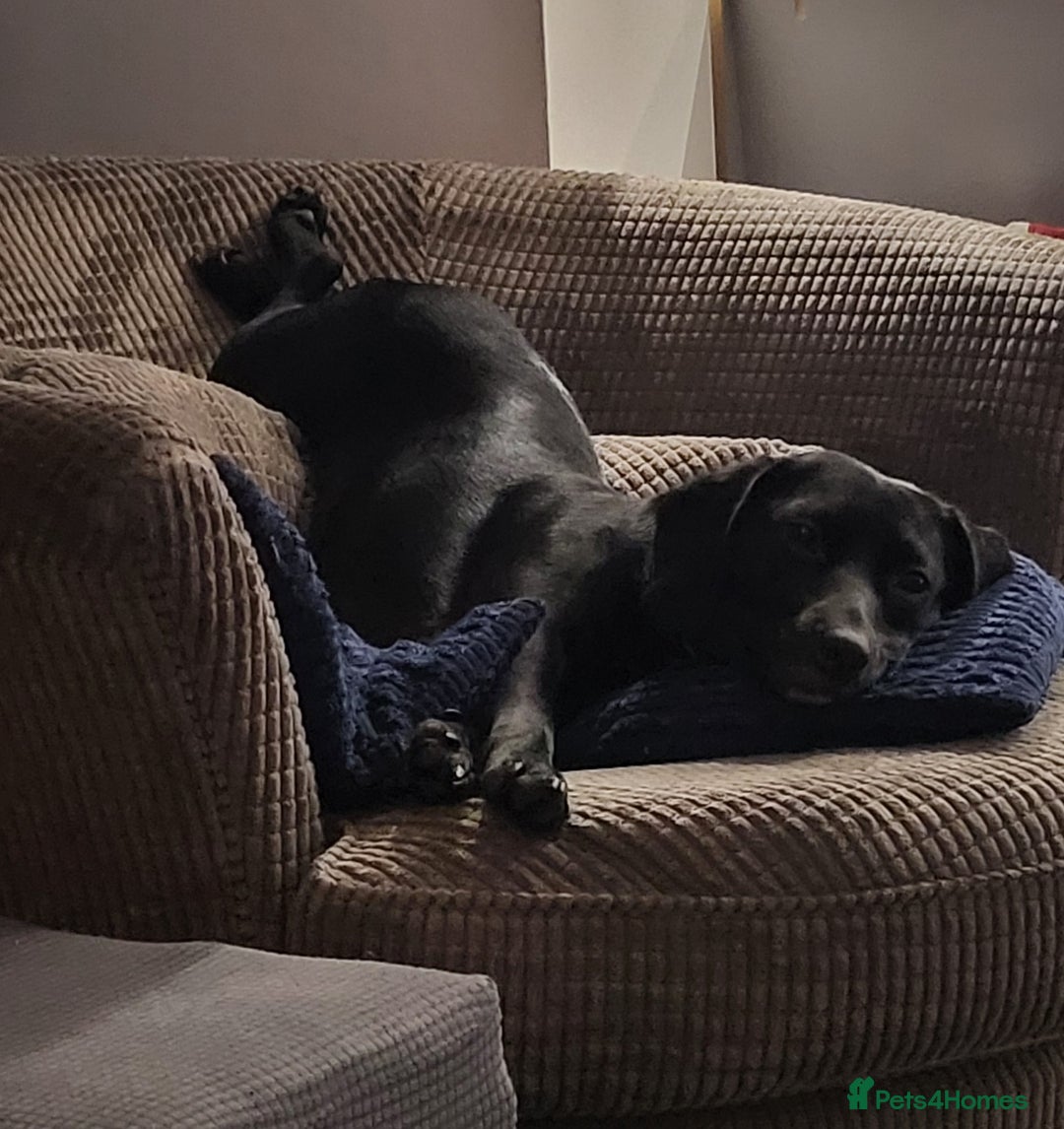 Mixed Breed dogs for sale: Very friendly Beagador called poppy - Advert 4