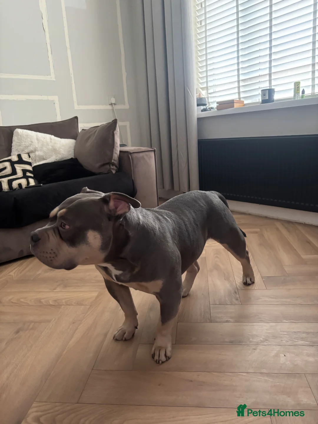 American Bulldog dogs for stud: American pocket bulldog  in Blaydon-on-Tyne - Advert 5