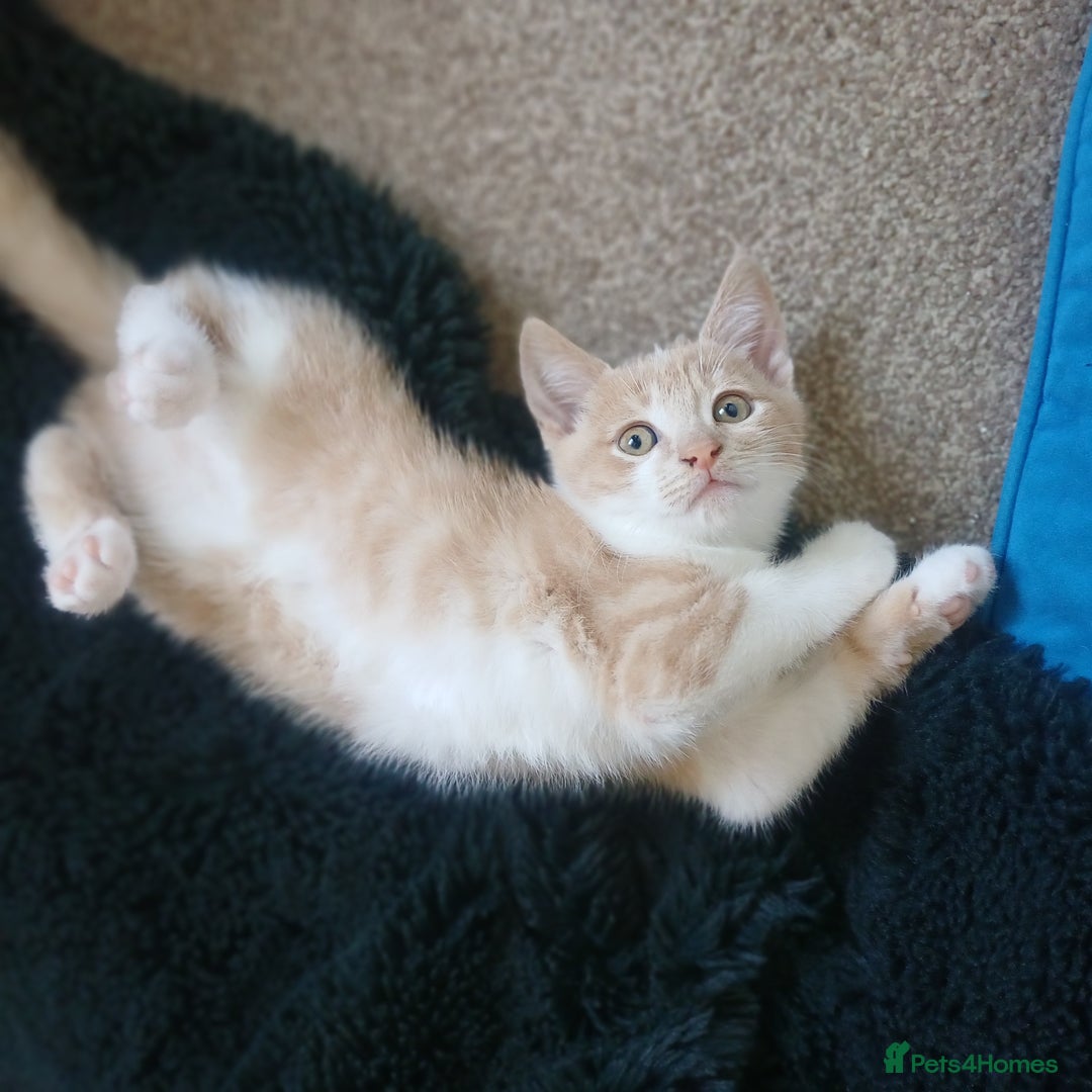 Mixed Breed cats for sale: White and beige kitten - Image 4