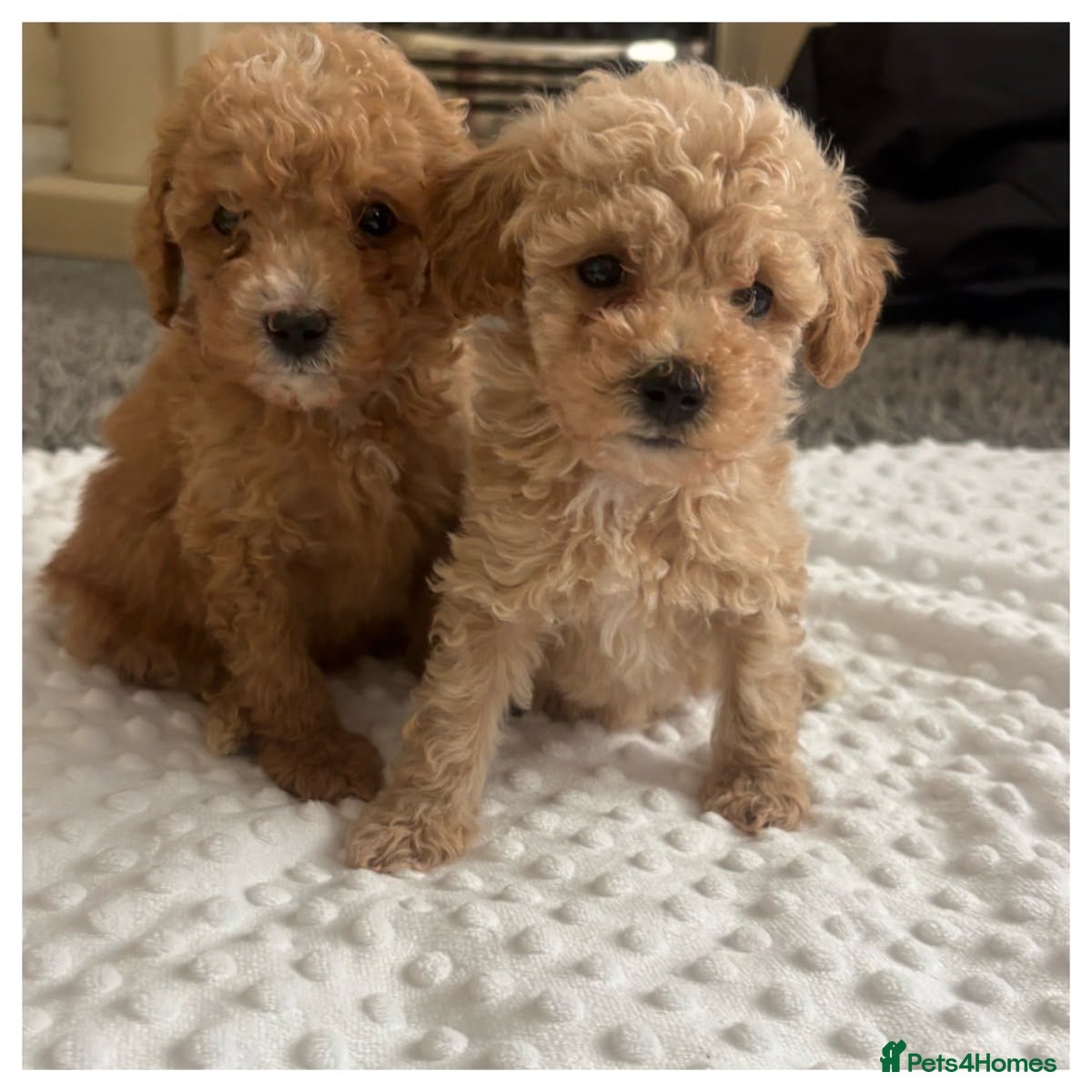 Maltipoo dogs Stunning Miniature Maltipoo puppies for sale  - Advert 4