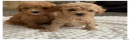 Maltipoo dogs for sale: MULTIPOO PUPPIES READY TO LEAVE  - Advert 5