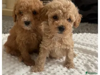 Maltipoo dogs Stunning Miniature Maltipoo puppies for sale - Advert 4
