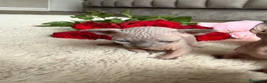 Sphynx Kitten 2