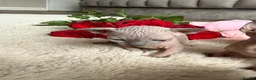 Sphynx cats for sale: Canadian Elf Sphynx  - Advert 9