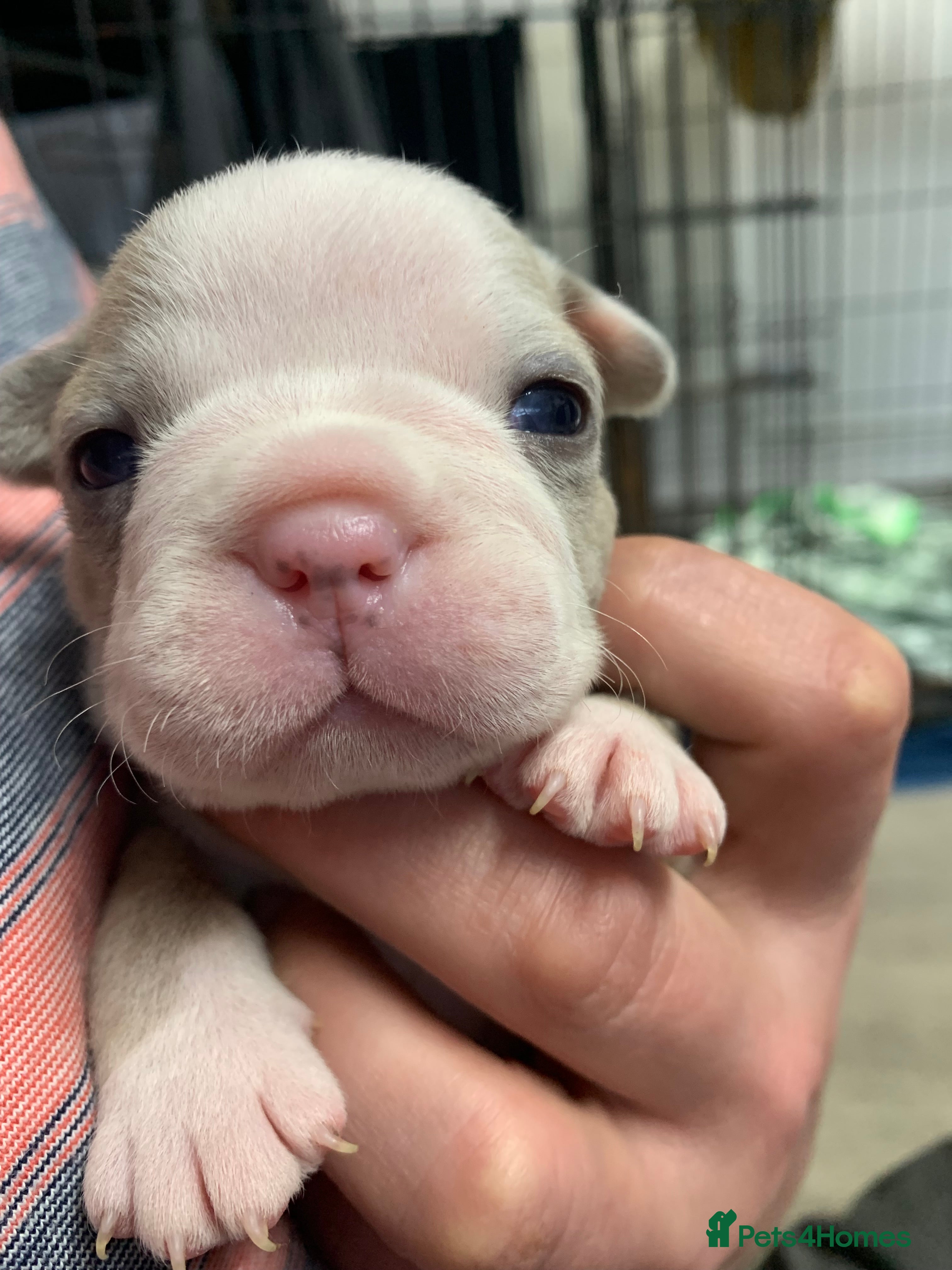 French Bulldog dogs Stunning Merle French Bulldog puppies  - Advert 2