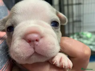 French Bulldog dogs Stunning Merle French Bulldog puppies - Advert 2
