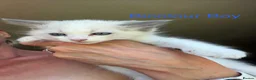 Ragdoll cats for sale: Ragdoll kittens - Ready Now Mink and tabby - Advert 3