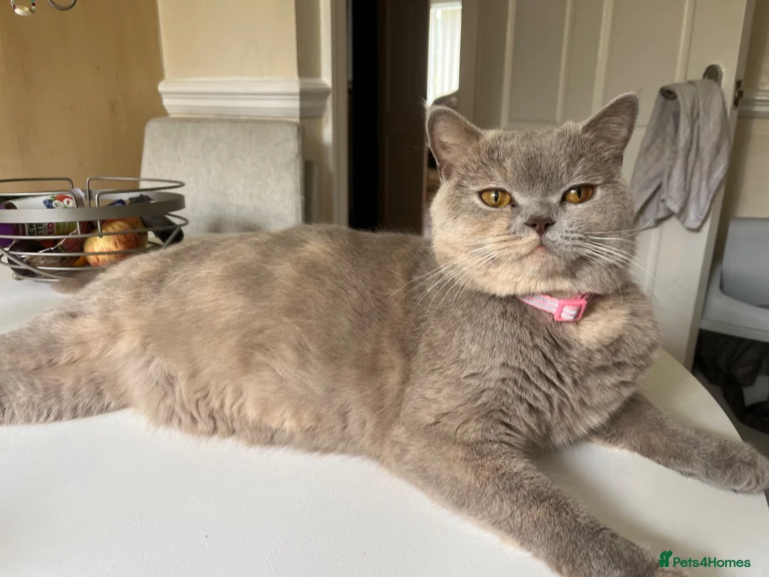 British Shorthair cats for sale: Beautiful Cream Coloured British Shorthair kittens in Manchester - Advert 2