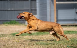 Labrador Retriever dogs for stud: KC Reg Handsome Fox Red for Stud - 0/0 Hips - Image 1