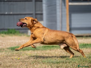 Labrador Retriever dogs - Advert 34