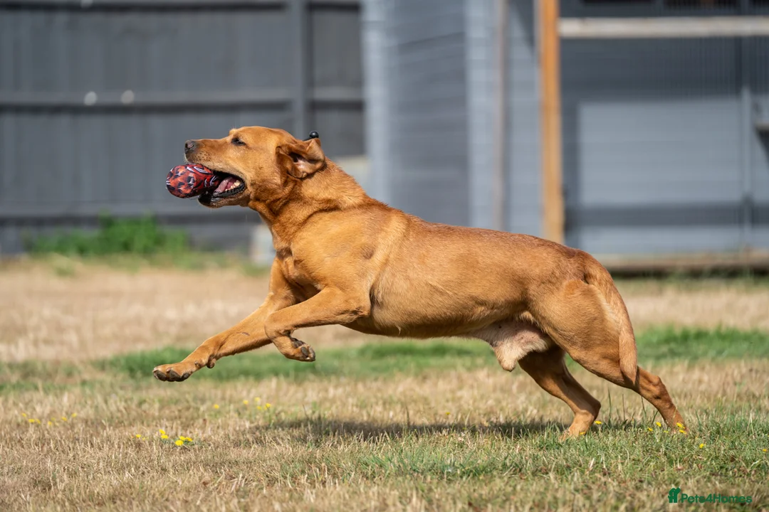 Labrador Retriever dogs for stud: KC Reg Handsome Fox Red for Stud - 0/0 Hips - Advert 1