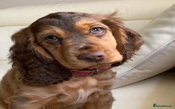 Cocker Spaniel dogs for stud: Show Cocker At Stud Highly Health Tested in Sandbach - Image 7