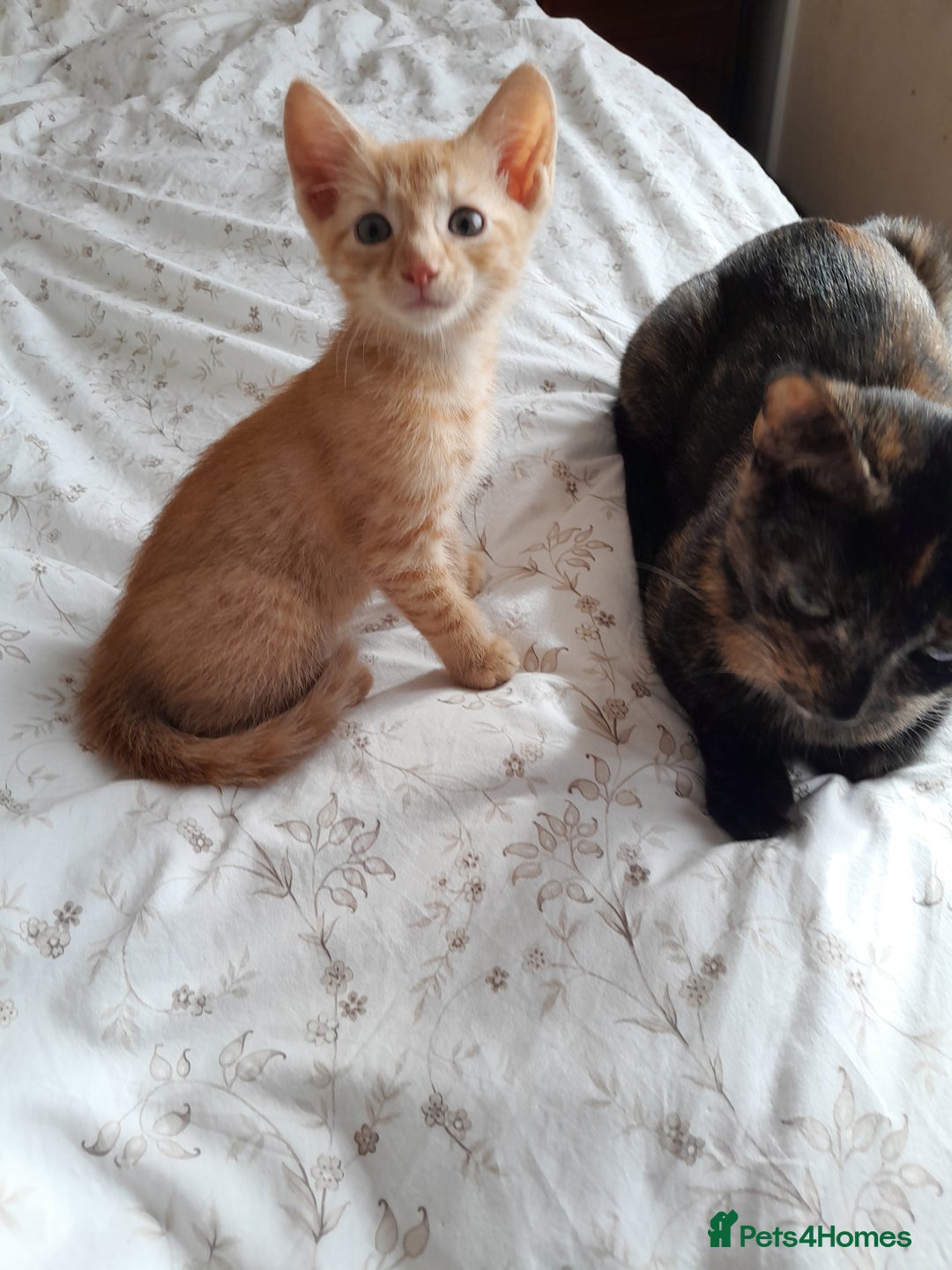 British Shorthair cats for sale: Cute playful smart kittens ready for new homes - Image 20
