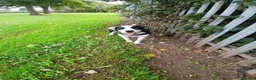 English Springer Spaniel dogs for adoption: Sunny - Advert 4