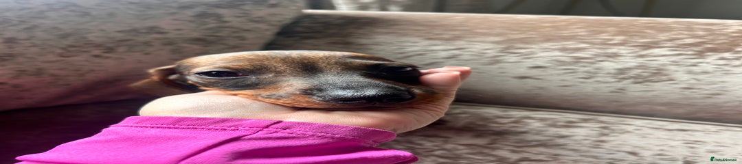 Miniature Dachshund Puppy 3