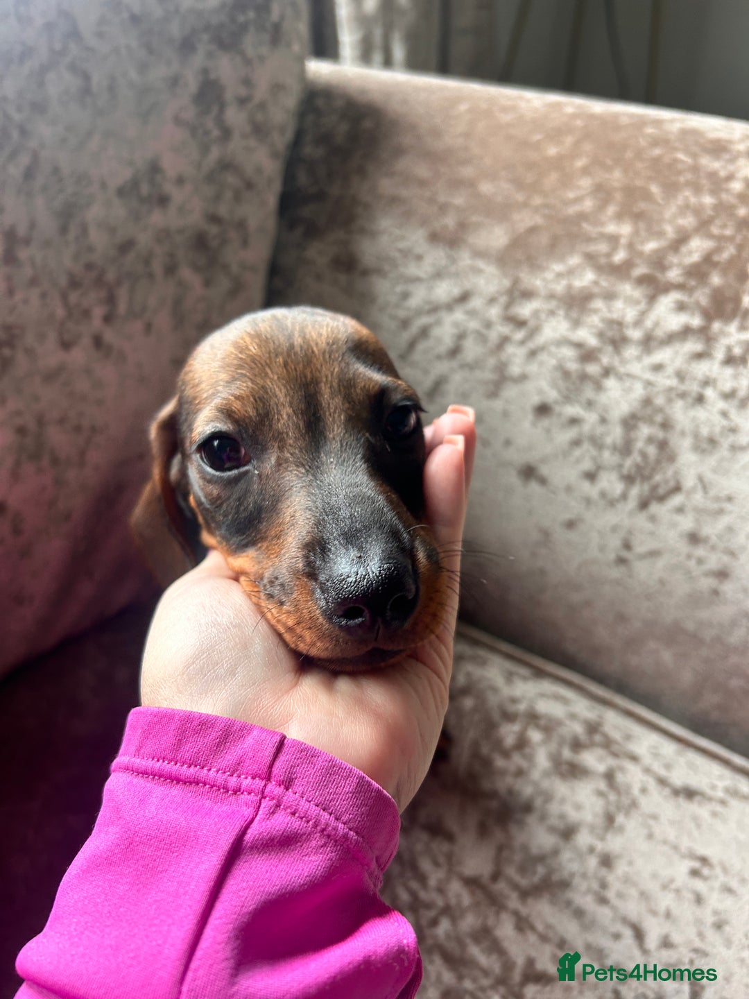 Miniature Dachshund dogs for sale: Wired hair miniature Dachshunds  - Image 4