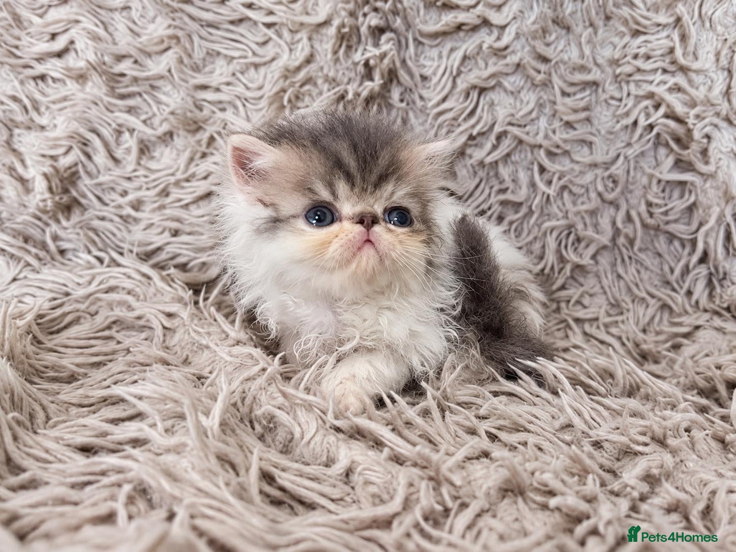 Persian cats Beautiful Persian kittens - Advert 1