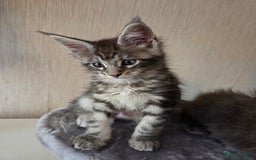 Maine Coon cats for sale: TICA REGISTERED MAINE COON KITTENS - Image 21