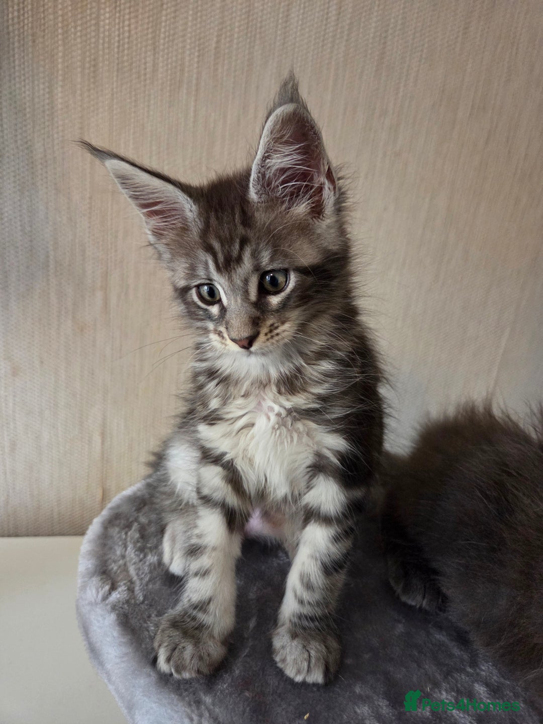 Maine Coon cats for sale: TICA REGISTERED MAINE COON KITTENS - Image 21