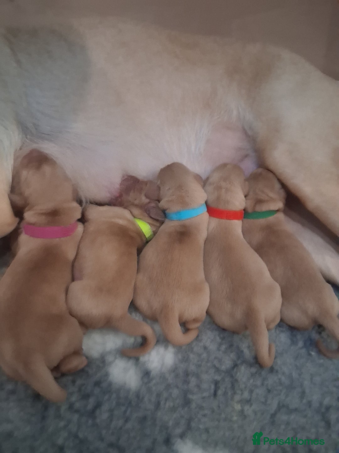 Labrador Retriever dogs for sale: Fox red / yellow KC registered labrador pups - Advert 6