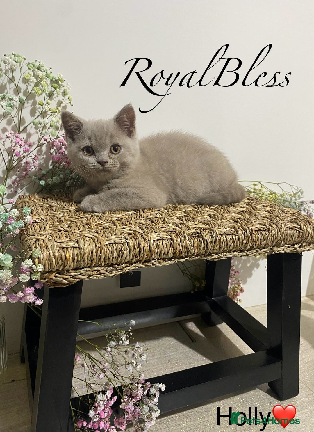 British Shorthair cats for sale: 👑ROYALBLESS STUNNING LILAC BRITISH SHORTHAIR  - Image 31