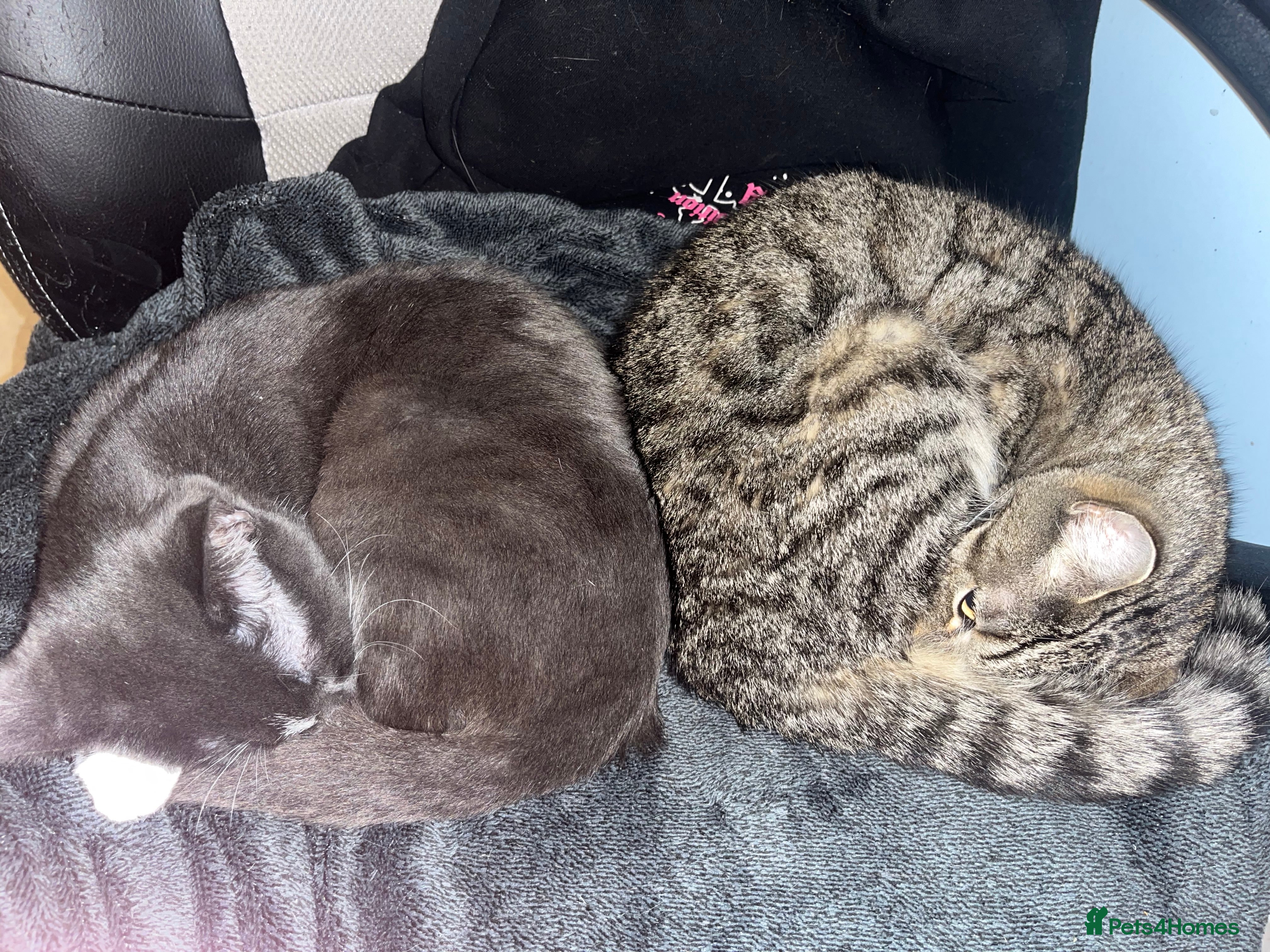 Domestic Shorthair cats Kittens  - Advert 1