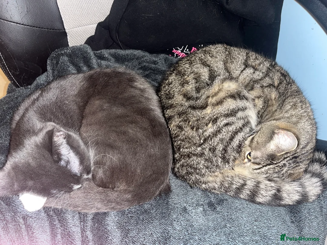 Domestic Shorthair cats for sale: Kittens  - Advert 1