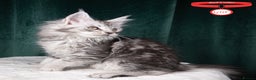 Maine Coon cats for sale: XL PEDIGREE TICA REGISTERED MAINE COON KITTENS - Advert 26